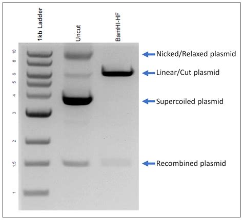 Three Tips for Preventing Viral Plasmid Recombination in Your Samples