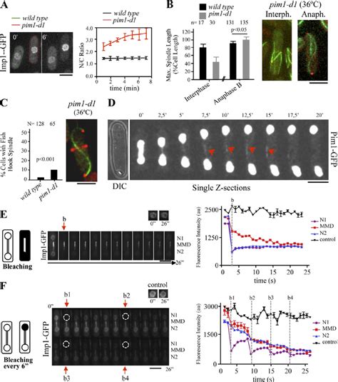 Ran Dependent Nucleocytoplasmic Transport Activity At The Mmd A