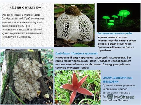 Презентация на тему: "Редкие и интересные грибы. Почекутова Елизавета ...