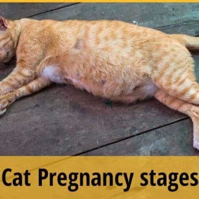 Cat Pregnancy Stages You Should Know About | ZooAwesome