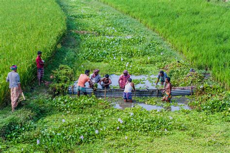 Bangladesh food security increased by farmers' 30-year efforts