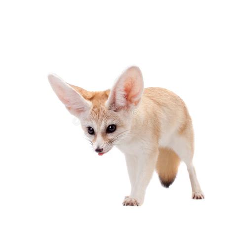 Pretty Fennec Fox Isolated On White Background Stock Image Image Of