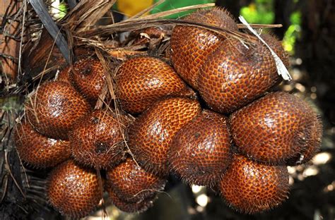 Gambar Tumbuhan Salak Pulp