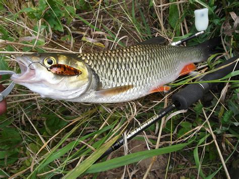 Купить Блесны Pal Blade по цене: 450 руб. в Москве - «Русская Блесна RB ...