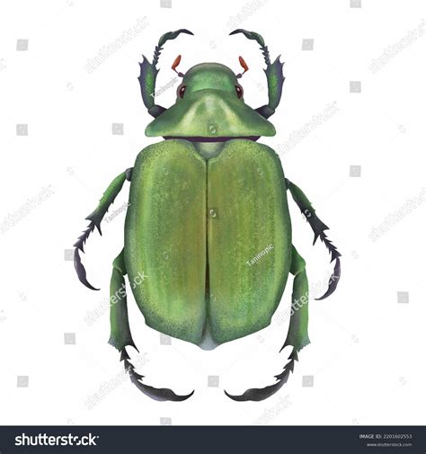 beautiful green beetle top view isolated stock illustration