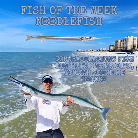 Fish of the Week 115: Needlefish : r/shid_and_camed