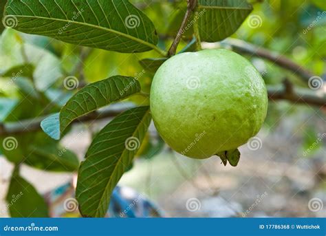 Guayaba En Rbol Foto De Archivo Imagen De Vitaminas