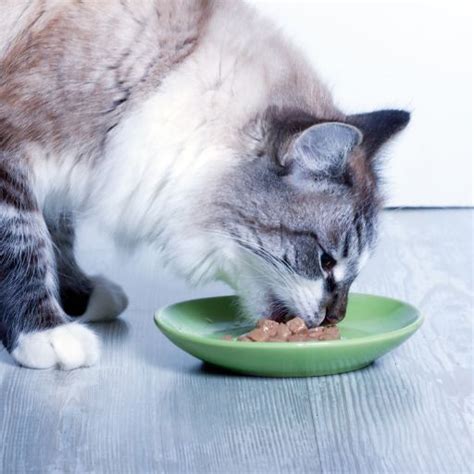 5 Weight Loss Cat Food For Overweight Indoor Cats