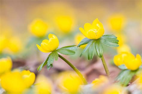 13 Best Winter Flowering Plants For Your Garden
