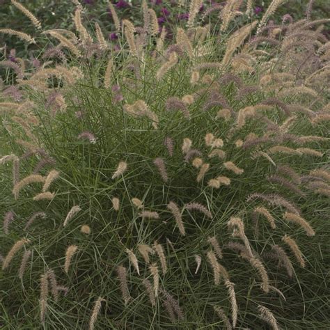 Пеннисетум Карлей Роуз: особенности и уход >> Дары природы ...