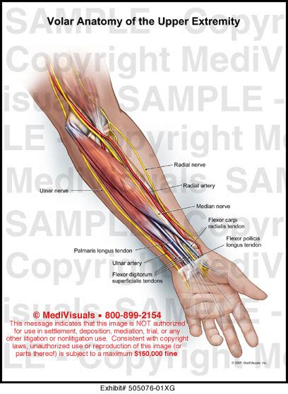 Volar Forearm Anatomy