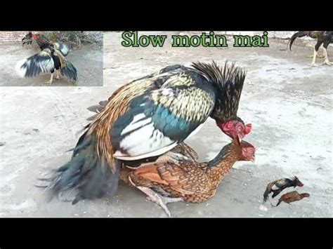 Rooster Breeding With Hen In Slow Motion Chickens Mating Compilation