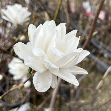 Magnolia Loebneri ‘mags Pirouette Find Haveplanter