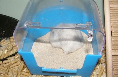Песок для купания хомяков: какой песок нужен для сирийского и ...