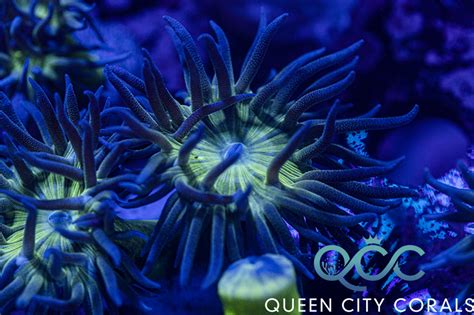 Neon Green Duncan Wysiwyg Queen City Corals