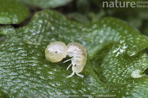 Stock Photo Of Common Pillbug Armadillidium Vulgare Pair Of Babies