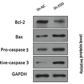 Edd Knockdown Induces Cervical Cancer Cell Apoptosis Siha Cells Were