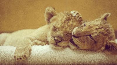 Lion Cub Love