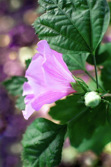 Rose Of Sharon 4a Photograph By Jean Doremus Filson Pixels