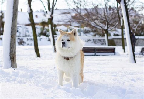 Perro Akita Inu En La Nieve Con Mirada Profunda Foto Premium