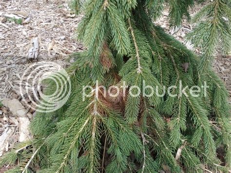 Sick Weeping Norway Spruce