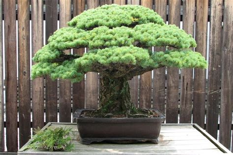 One Of The Oldest Bonsai Trees This Japanese White Pine Has Been