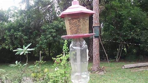 Diy cardinal bird feeder squirrel proof - varmap