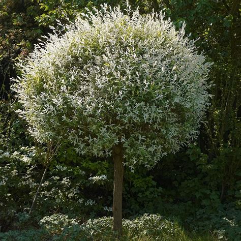 Саженцы ивы цельнолистная Hakuro-nishiki купить по цене - 829 руб ...