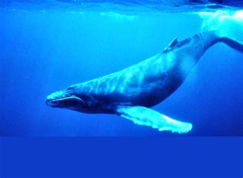 Baleia Azul Nome Cientifico - Tudo Sobre a Baleia: Características, Nome Científico e Fotos | Mundo ...