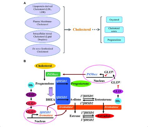 Cholesterol Synthesis Pathways A A Schematic Description Showing