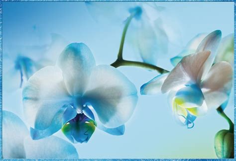 Золотая коллекция голубой орхидеи - 73 фото