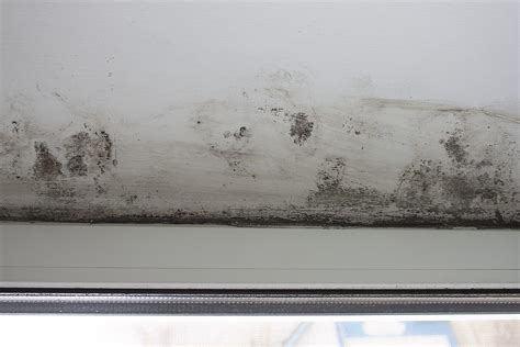 How To Properly Identify Black Mold SanAir Technologies Laboratory Inc