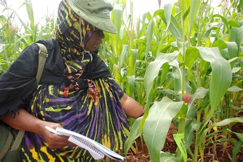 Improved Maize For African Soils Cimmyt International Maize And