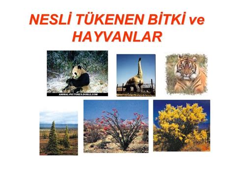 NESLİ TÜKENEN BİTKİ ve HAYVANLAR NESLİ TÜKENEN BİTKİ ve HAYVANLAR