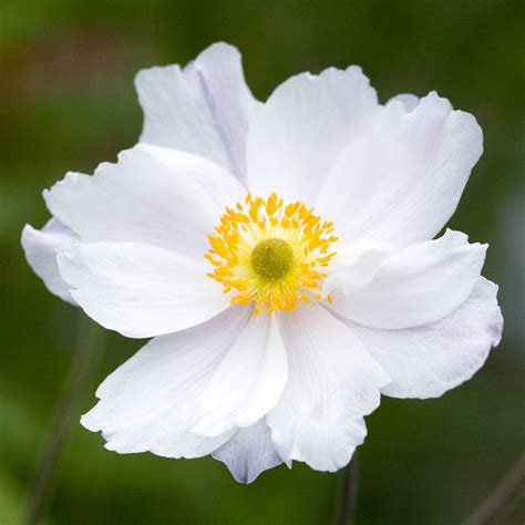 Anemone Dreaming Swan – 247plants