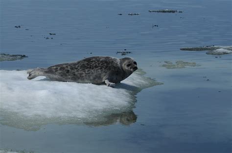 Ringed Seal - Facts, Habitat, Diet, Life Cycle, Baby, Pictures