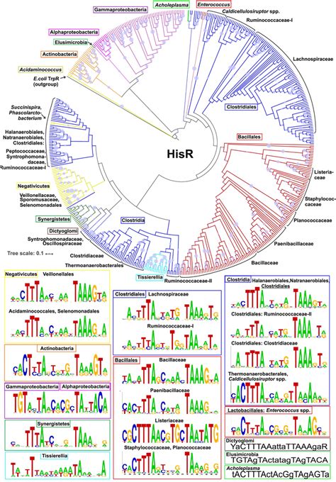 Dna Binding Motifs And Phylogeny Of Hisr Regulators In Various Download Scientific Diagram