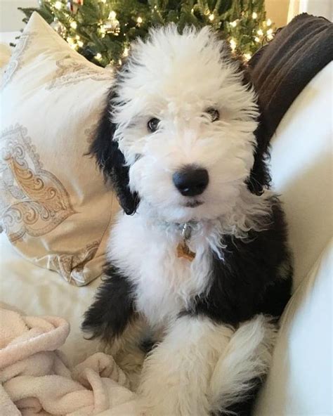 Milo - Brewer's Goldendoodles & Sheepadoodles Cute Dogs And Puppies ...