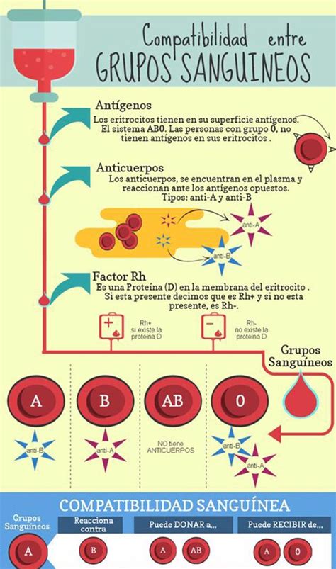 Los Grupos Sanguíneos ¿cuantos Tipos De Sangre Existen