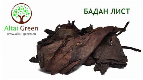 Бадан лист - чем полезен лист бадана - YouTube