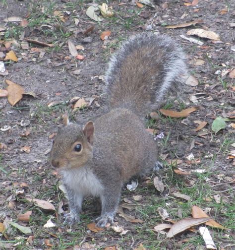 Cannundrums: Eastern Gray Squirrel