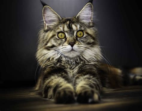 Do Dogs And Cats Have A Sixth Sense