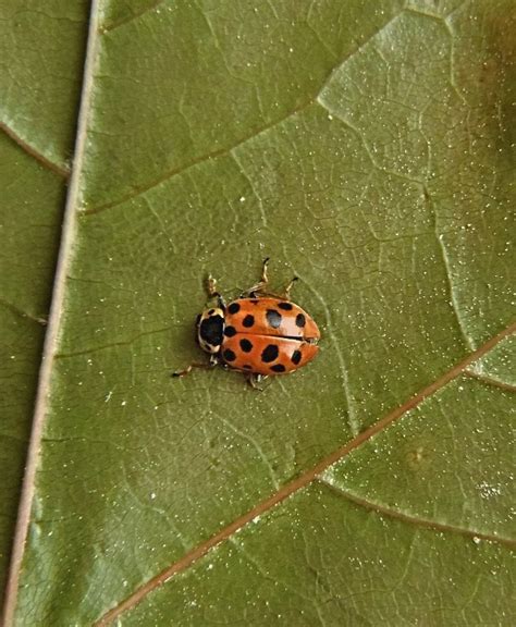 Nahuby Sk Fotografia Lienka Hippodamia Tredecimpunctata Linnaeus 1758