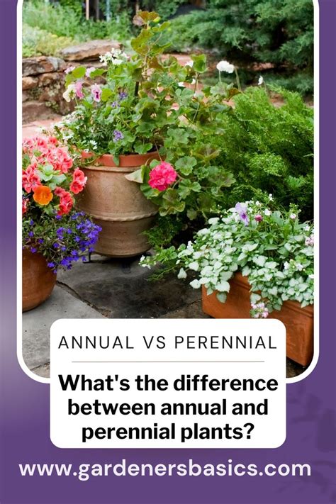 Annual Vs Perennial Plants What S The Difference