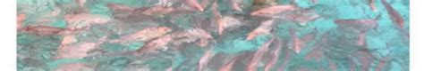 Cultimar Technologies on LinkedIn: See How Fish Get From Coral Reefs to ...