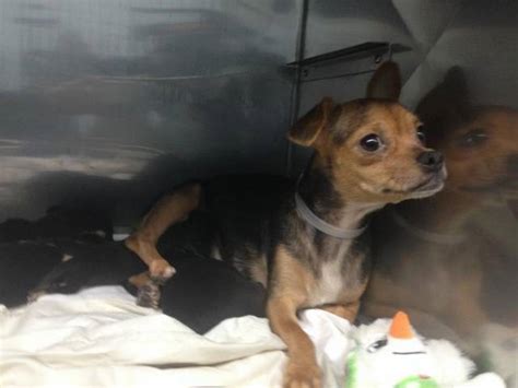 County Animal Shelter Finds Itself With 42 Homeless Chihuahuas Miami