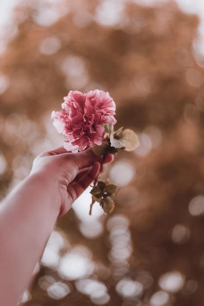 Premium Photo Cropped Image Of Woman Holding Pink Flower Outdoors