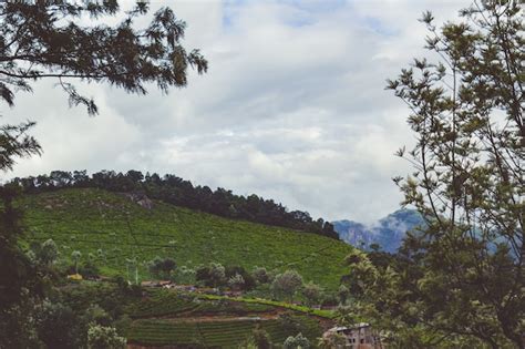 Free Photo Tea Gardens