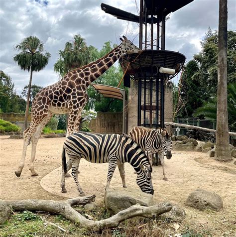 Download Giraffeand Zebras Melbourne Zoo Wallpaper | Wallpapers.com