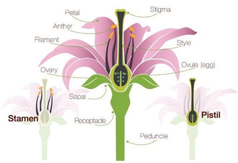 Flower Anatomy The Parts Of A Flower Proflowers Blog
